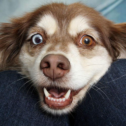 Dog with Heterochromatic eyes