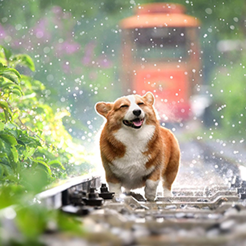 Corgi on the tracks