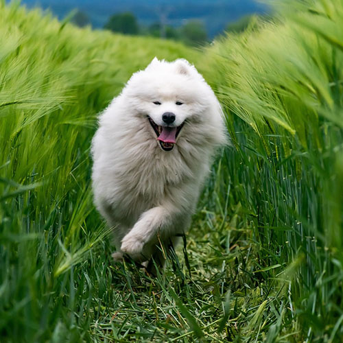 Dog running through tall grass